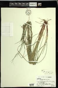 Carex complanata image