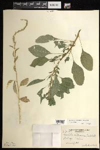 Amaranthus tuberculatus image