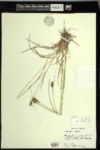 Carex bushii image
