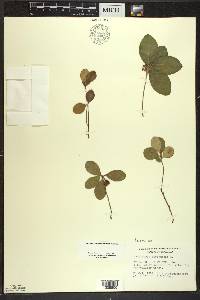 Gaultheria procumbens image