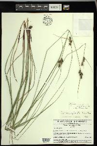 Carex complanata image