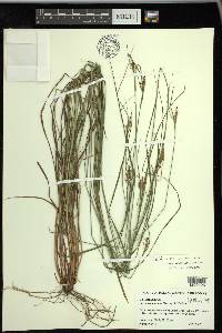 Carex caroliniana image