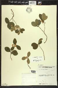 Gaultheria procumbens image