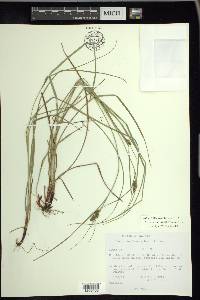 Carex complanata image