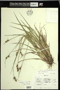 Carex bushii image