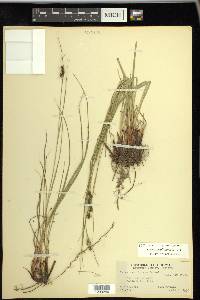 Carex caroliniana image