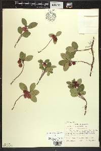 Gaultheria procumbens image