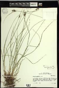 Carex complanata image