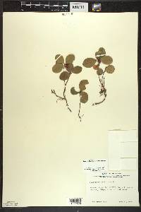 Gaultheria procumbens image