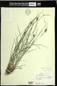 Carex caroliniana image