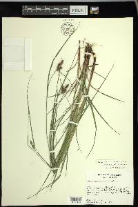 Carex caroliniana image