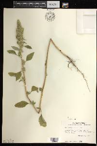 Amaranthus retroflexus image