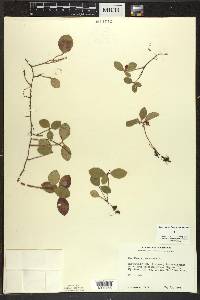 Gaultheria procumbens image