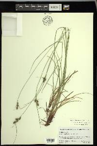 Carex complanata image