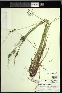 Carex caroliniana image