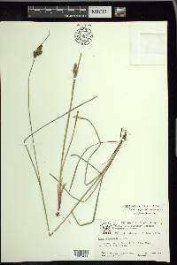 Carex complanata image