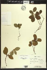 Gaultheria procumbens image