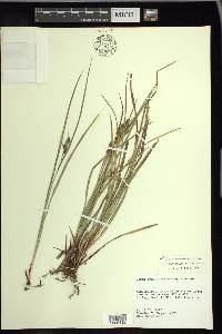 Carex complanata image