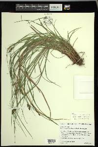 Carex caroliniana image