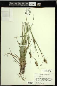 Carex bushii image