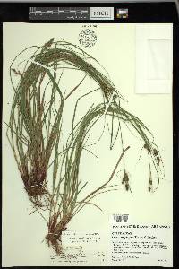 Carex caroliniana image