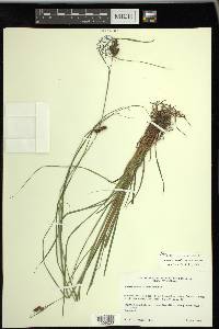 Carex caroliniana image