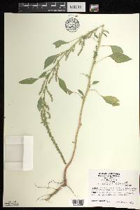 Amaranthus tuberculatus image