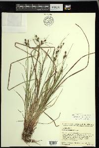 Carex caroliniana image