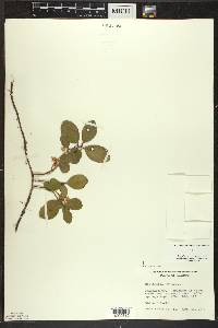 Gaultheria procumbens image