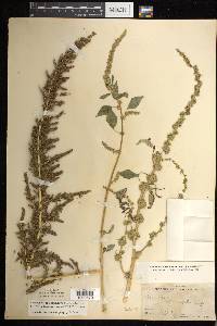 Amaranthus tuberculatus image