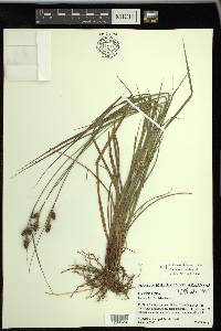 Carex bushii image