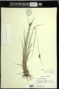 Carex caroliniana image