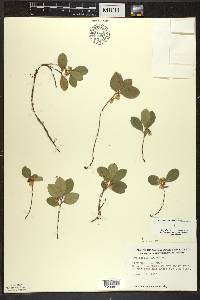 Gaultheria procumbens image