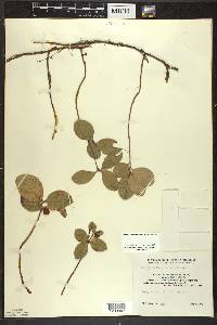 Gaultheria procumbens image