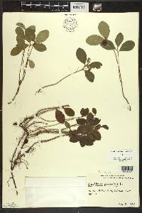 Gaultheria procumbens image