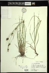 Carex caroliniana image