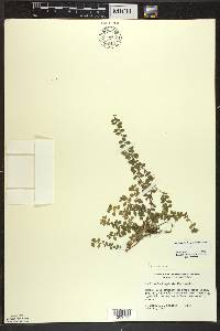 Gaultheria hispidula image