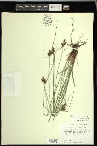 Carex caroliniana image