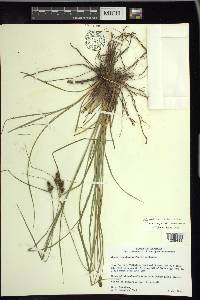 Carex complanata image