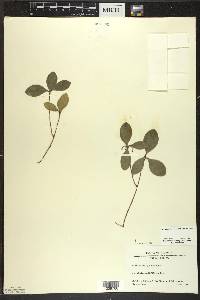 Gaultheria procumbens image