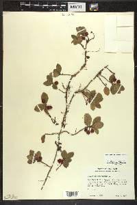 Gaultheria procumbens image