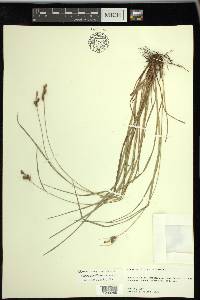 Carex caroliniana image