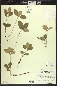 Gaultheria procumbens image