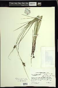 Carex complanata image