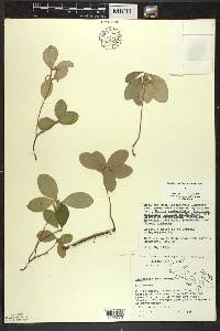 Gaultheria procumbens image