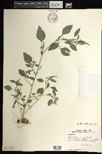 Amaranthus tuberculatus image