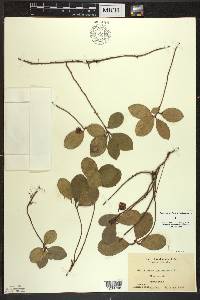 Gaultheria procumbens image