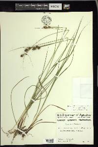 Carex bushii image