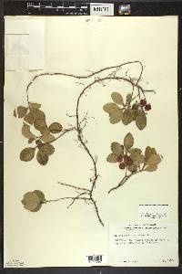 Gaultheria procumbens image