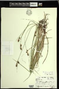 Carex bushii image